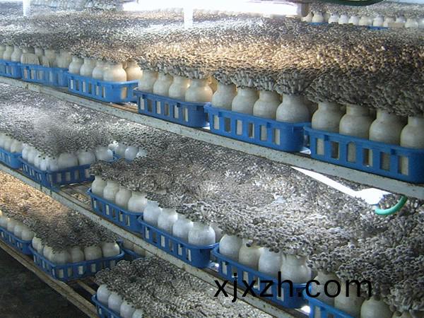食(shi)用菌(jun)培育(yu)解決方(fang)案(an)