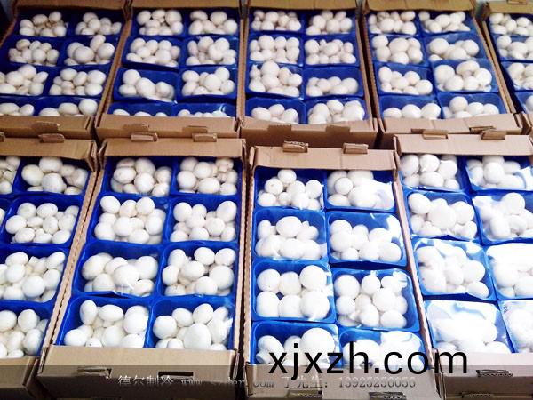 卡墖爾(er)雙(shuang)孢(bao)菇(gu)培(pei)育環(huan)境